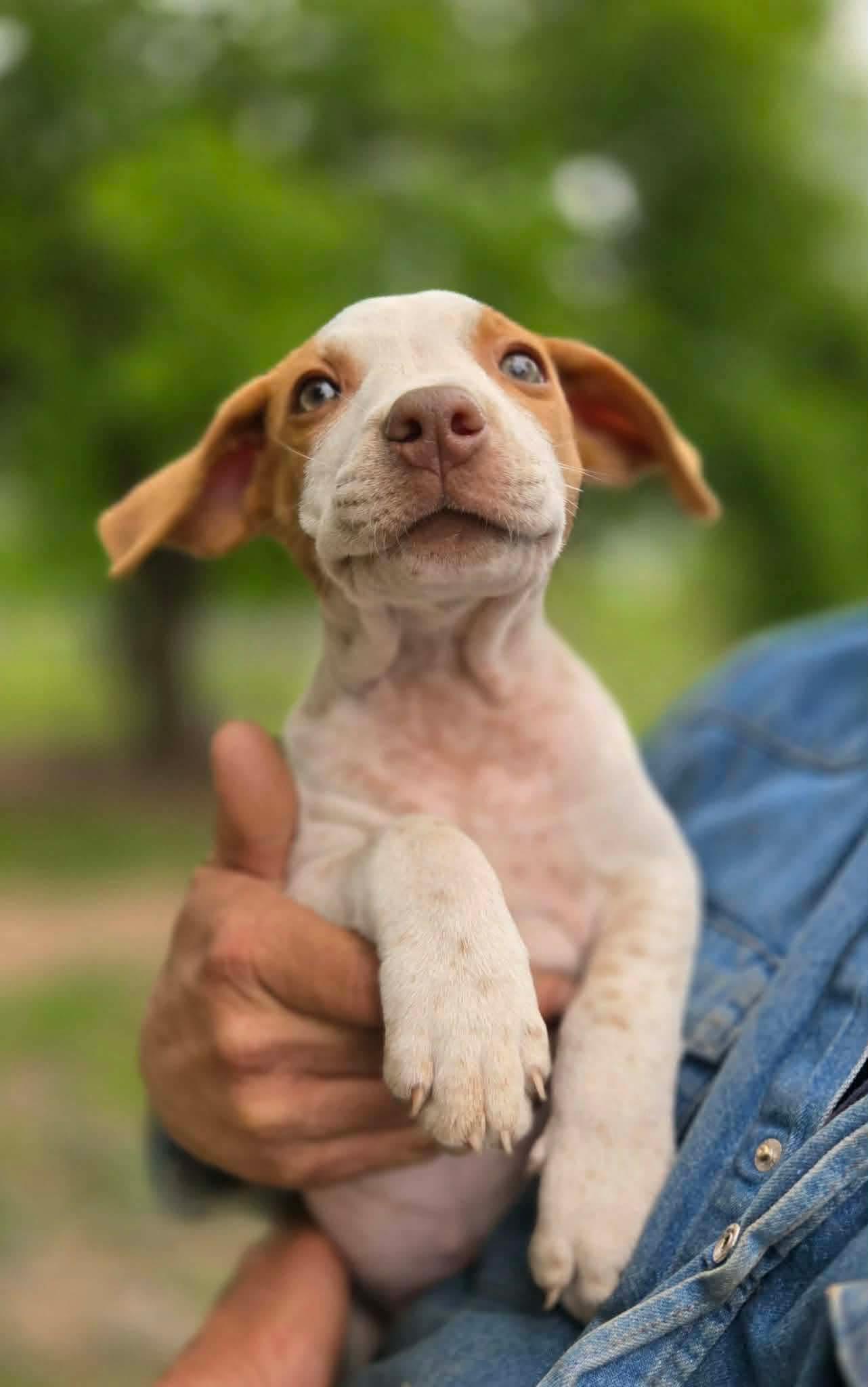 Ziggy, ADOPTABLE, Puppy Male Cattle Dog.