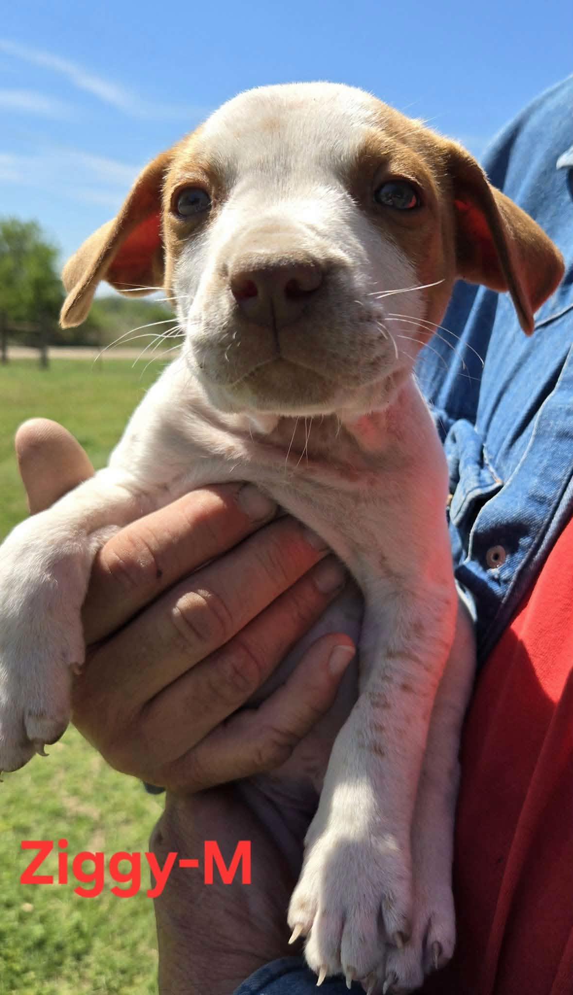 Ziggy, ADOPTABLE, Puppy Male Cattle Dog.