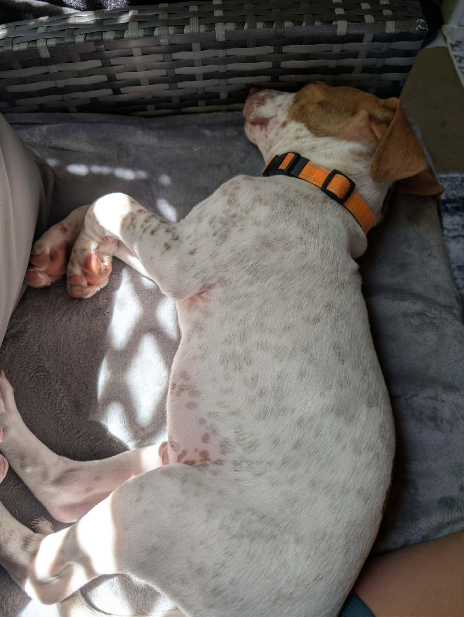 Enlarge Ziggy, a ADOPTABLE mixed breed in Williamsport, PA image 5/5