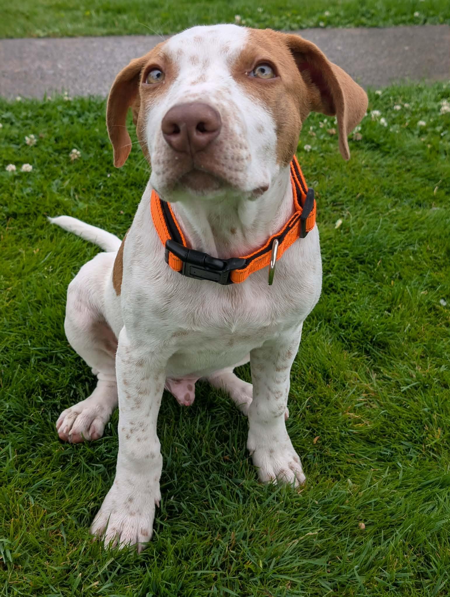 Enlarge Ziggy, a ADOPTABLE mixed breed in Williamsport, PA image 2/5
