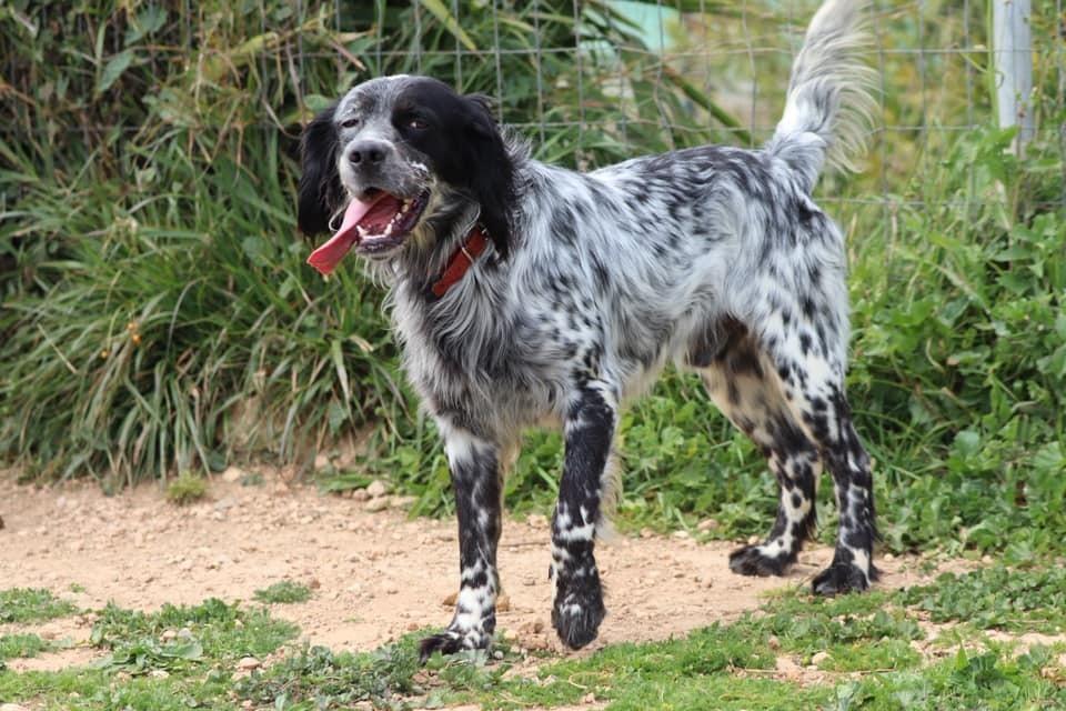 Enlarge Available for Adoption - Jasper (PA, USA), a Adoptable English Setter in Philadelphia, PA image 3/6