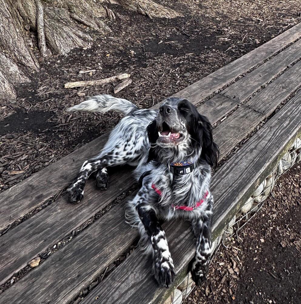 Enlarge Available for Adoption - Jasper (PA, USA), a Adoptable English Setter in Philadelphia, PA image 1/6