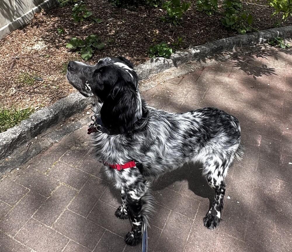 Enlarge Available for Adoption - Jasper (PA, USA), a Adoptable English Setter in Philadelphia, PA image 4/6