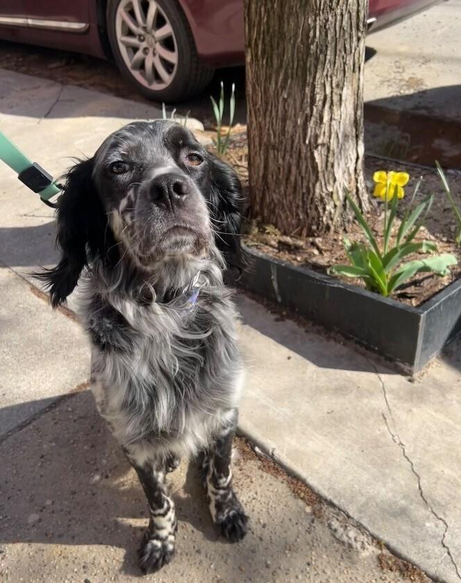Enlarge Available for Adoption - Jasper (PA, USA), a Adoptable English Setter in Philadelphia, PA image 6/6
