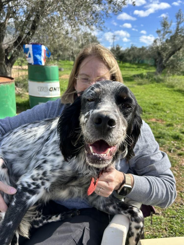 Enlarge Available for Adoption - Jasper (PA, USA), a Adoptable English Setter in Philadelphia, PA image 5/6
