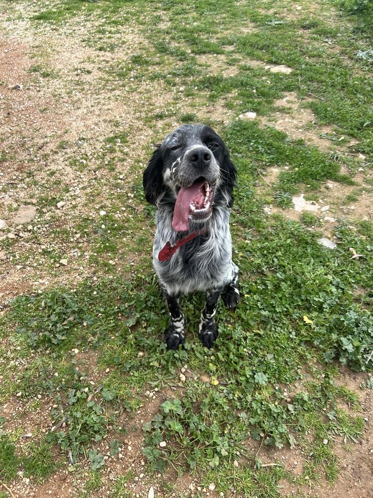 Enlarge Available for Adoption - Jasper (PA, USA), a Adoptable English Setter in Philadelphia, PA image 2/6