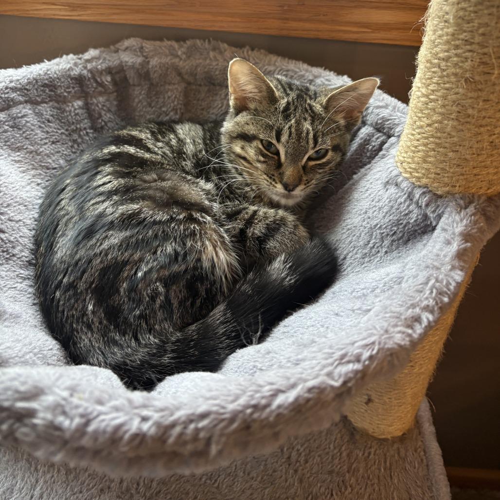 Billie, Adoptable, Kitten Female Domestic Short Hair.