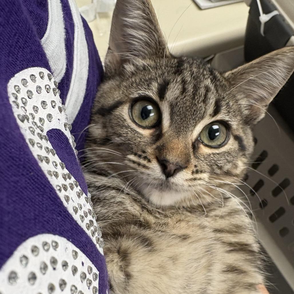 Billie, a Adoptable Domestic Short Hair in Chaska, MN image 2/2