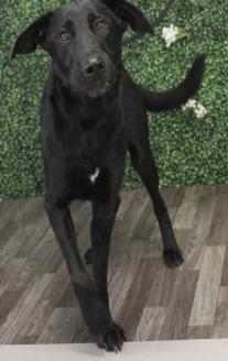 Enlarge Ella (Super Sweet Gal), a ADOPTABLE mixed breed in Newfoundland, PA image 4/4