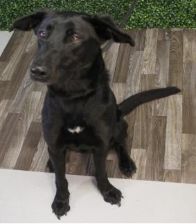 Enlarge Ella (Super Sweet Gal), a ADOPTABLE mixed breed in Newfoundland, PA image 1/4