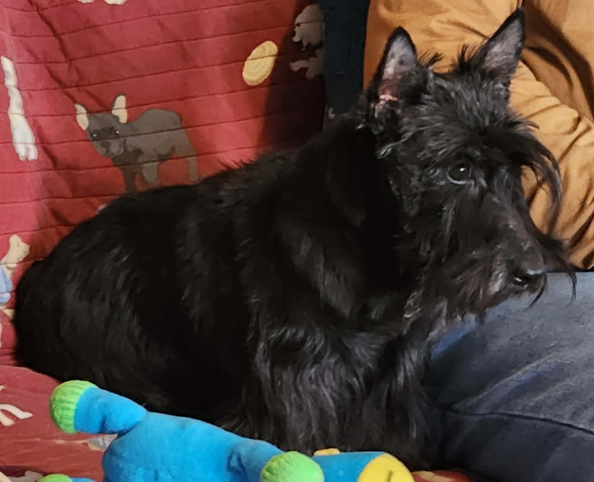 Enlarge Pepper, an adopted Scottish Terrier in Rockaway, NJ image 4/4