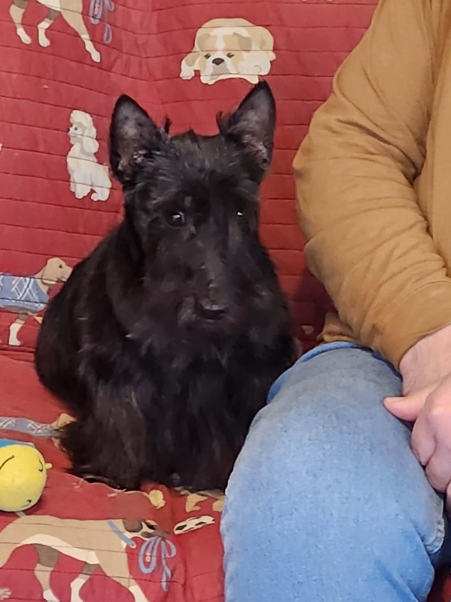 Enlarge Pepper, an adopted Scottish Terrier in Rockaway, NJ image 3/4