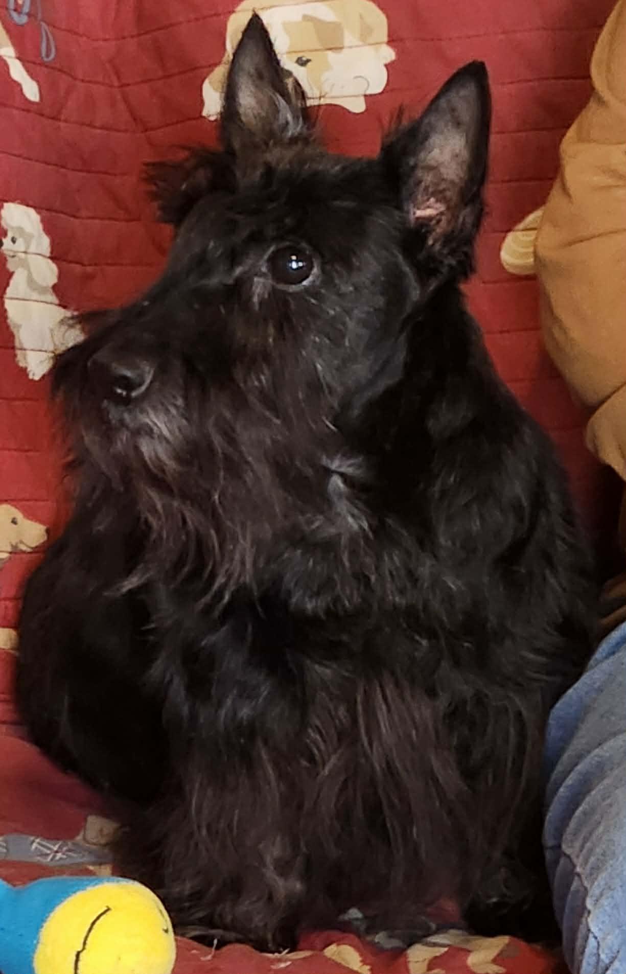 Pepper, ADOPTABLE, Adult Female Scottish Terrier.