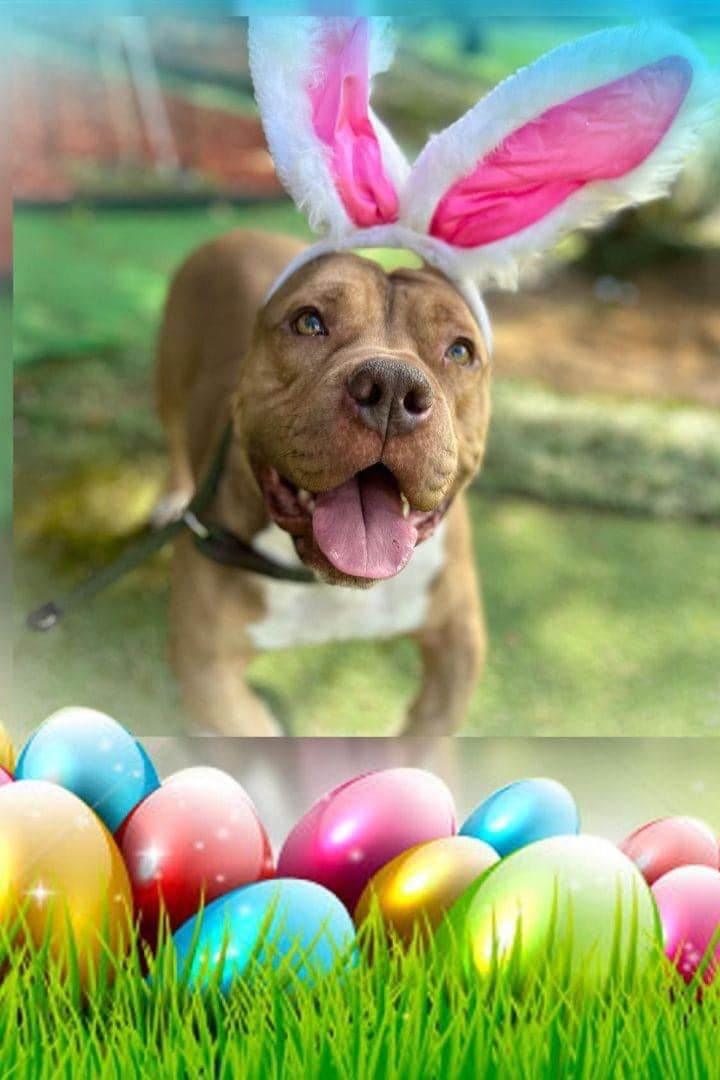 Mr. Bowjangles, Adopted, Adult Male Pit Bull Terrier.