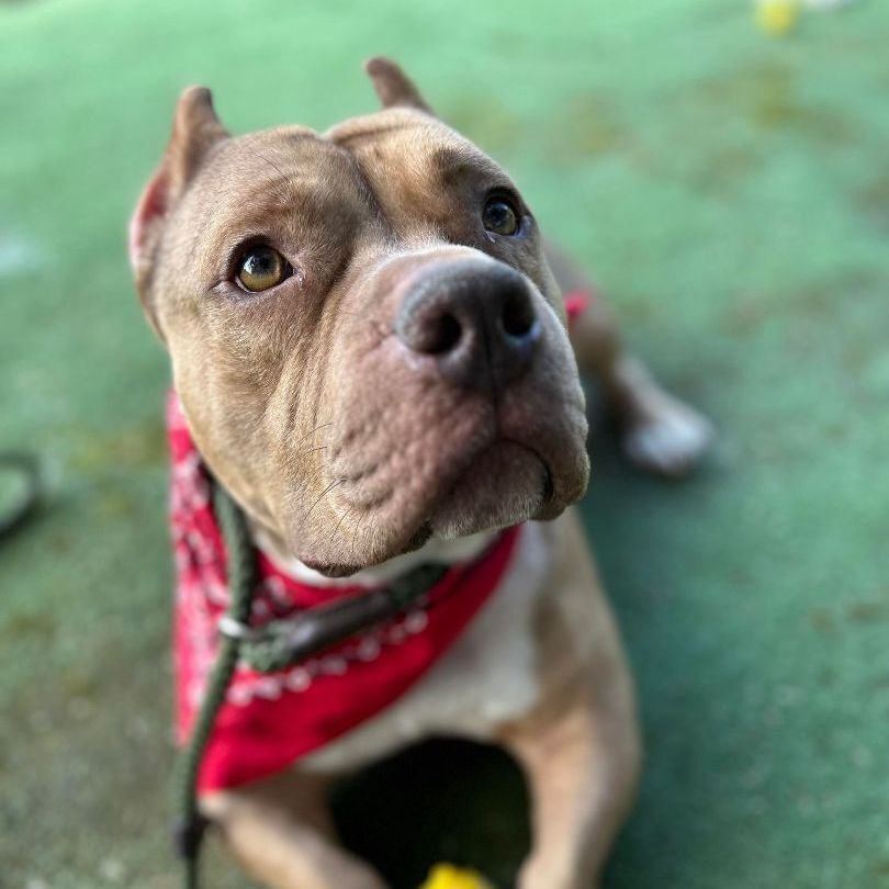 Mr. Bowjangles, a Adopted mixed breed in Kaufman, TX image 3/8