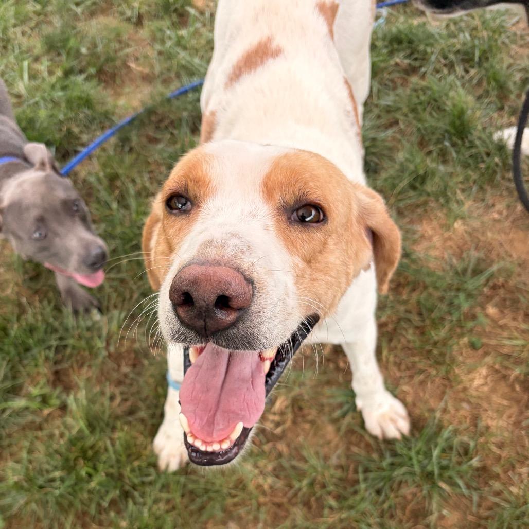 Allen, Adoptable, Adult Male Hound.