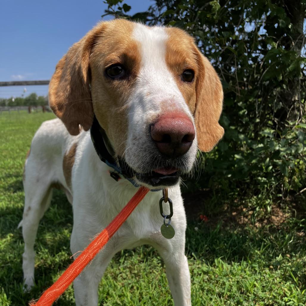 Enlarge Allen, a Adoptable Hound in Marshall, VA image 2/3