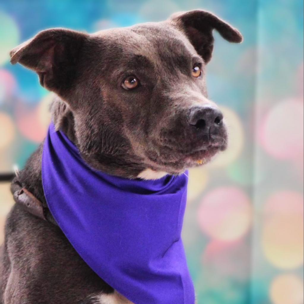 Maxine JuM, an adoptable Blue Lacy, Labrador Retriever in Seattle, WA, 98106 | Photo Image 4