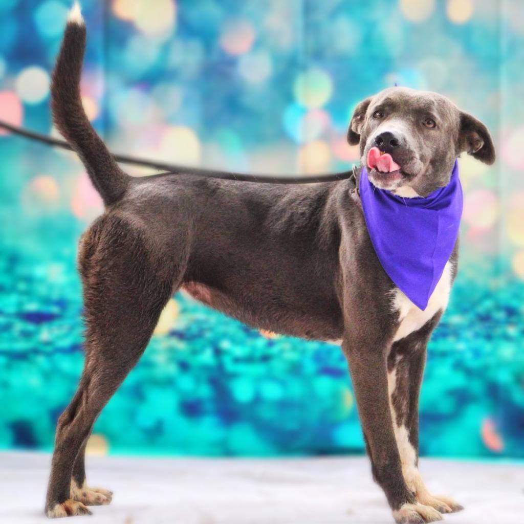 Maxine JuM, an adoptable Blue Lacy, Labrador Retriever in Seattle, WA, 98106 | Photo Image 3
