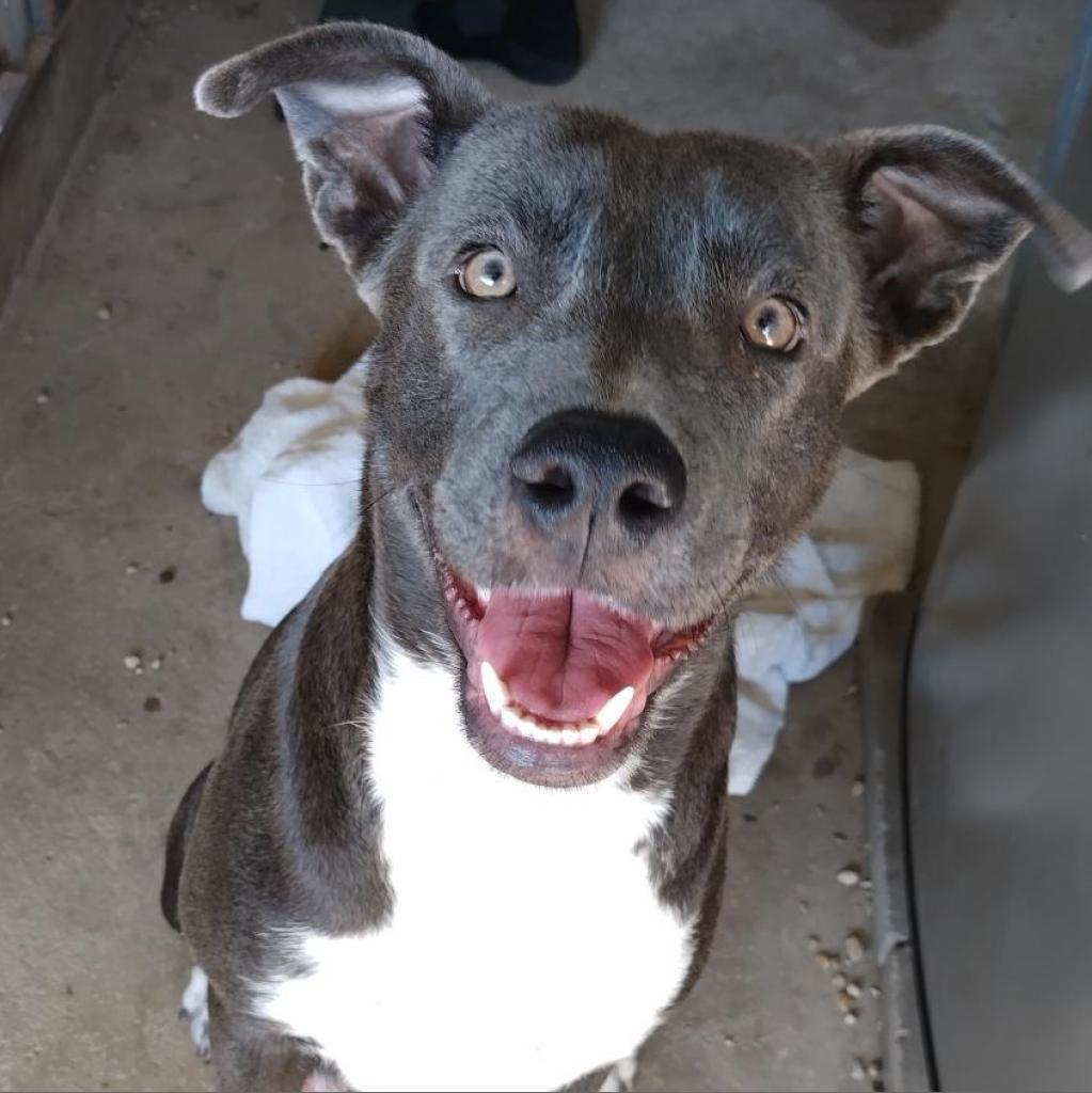 Maxine JuM, an adoptable Blue Lacy, Labrador Retriever in Seattle, WA, 98106 | Photo Image 1