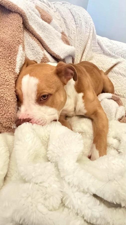 Sugar Cube, Adoptable, Young Female American Staffordshire Terrier.