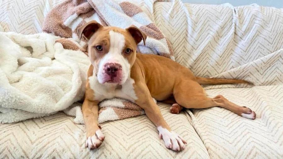 Enlarge Sugar Cube, a Adoptable mixed breed in O Fallon, IL image 2/2