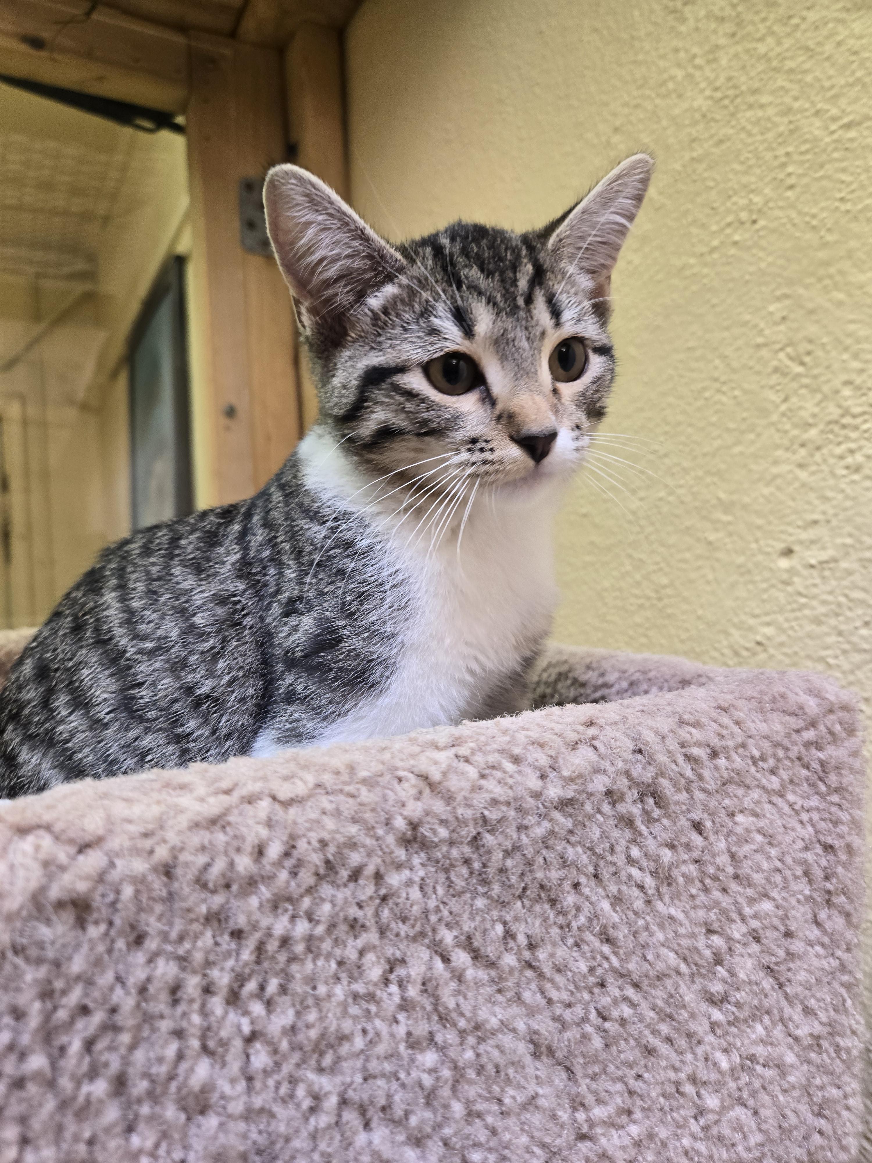 Bo Peep, adopted, Young Female Domestic Short Hair.