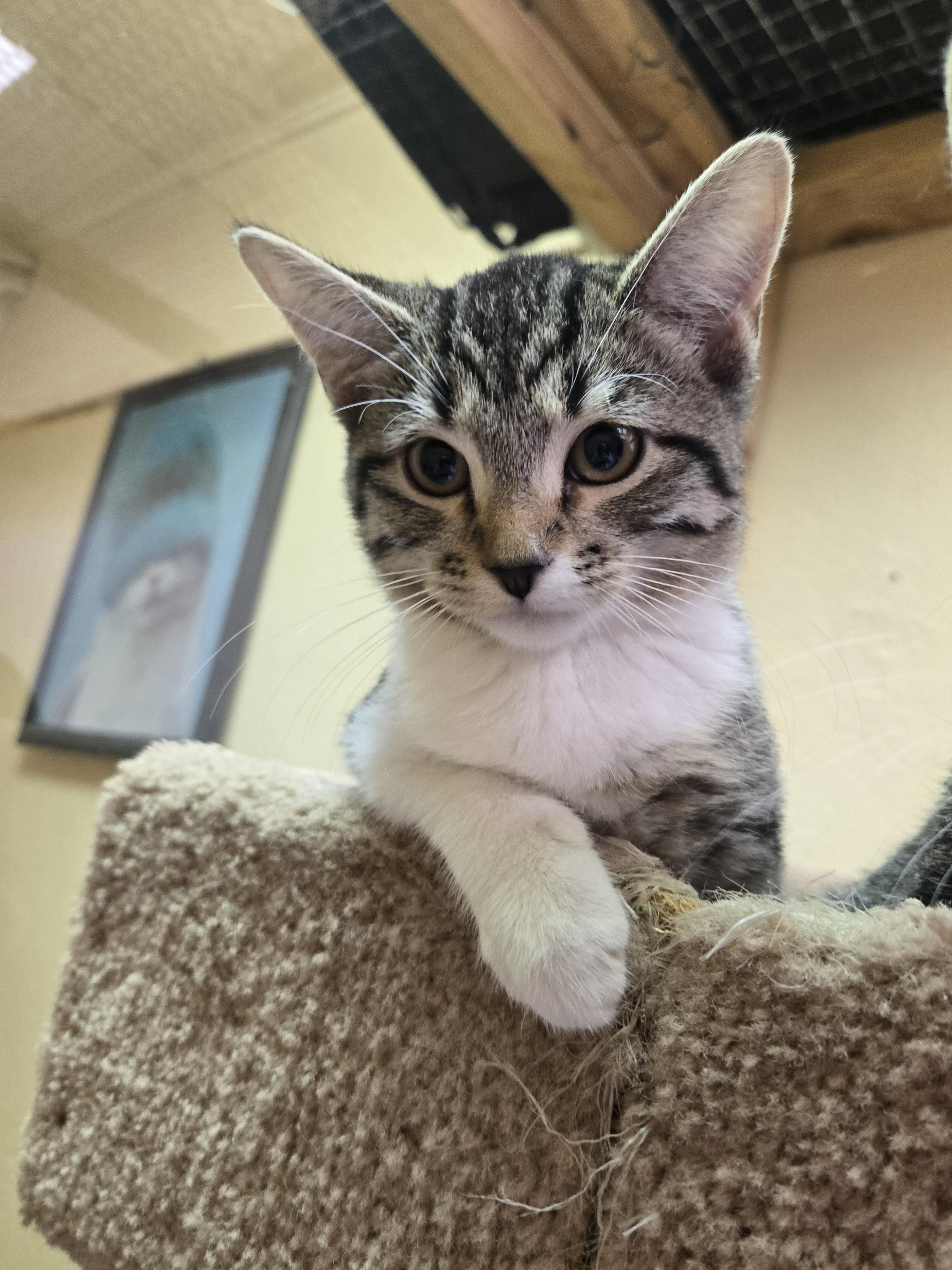 Enlarge Bo Peep, an adopted mixed breed in Nogales, AZ image 3/5