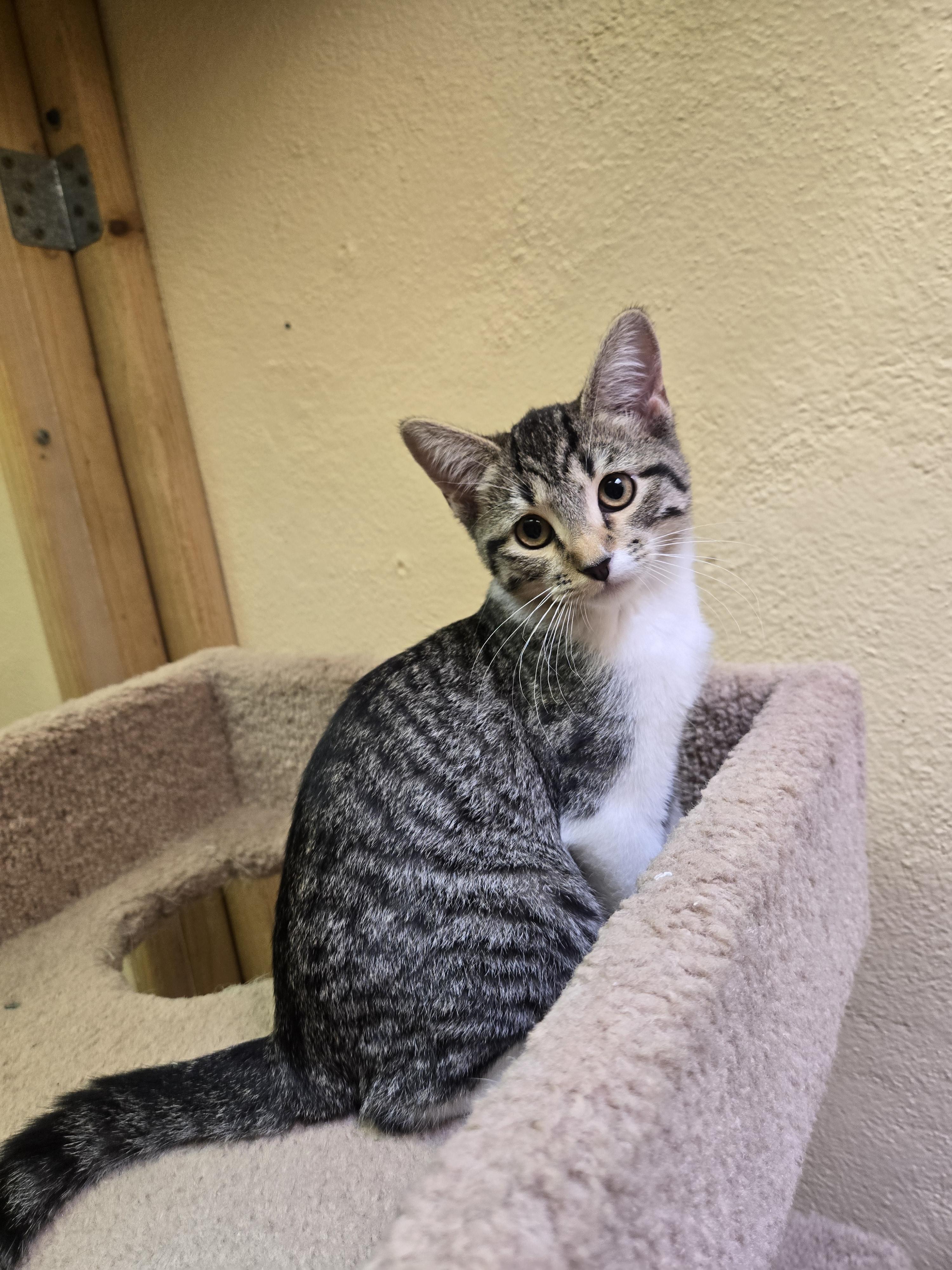 Enlarge Bo Peep, an adopted mixed breed in Nogales, AZ image 4/5