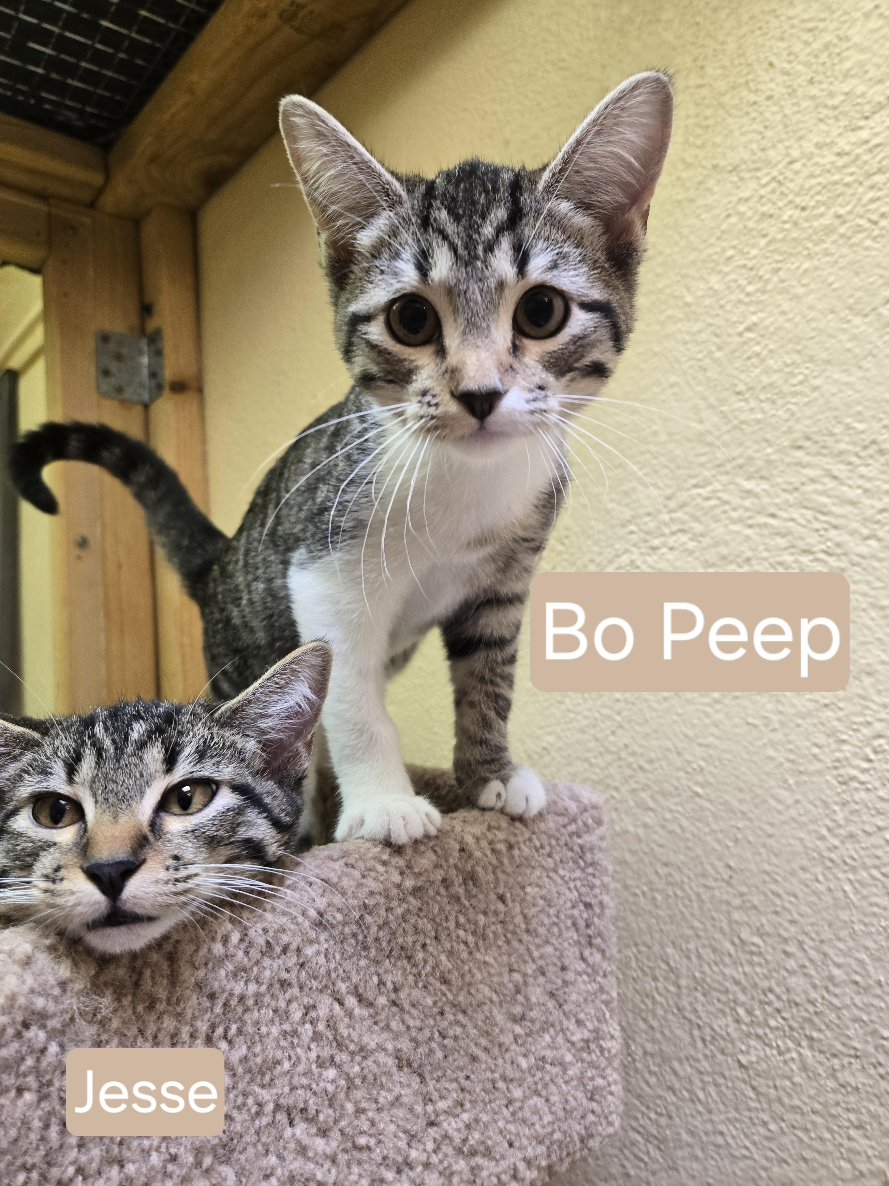 Enlarge Bo Peep, an adopted mixed breed in Nogales, AZ image 5/5