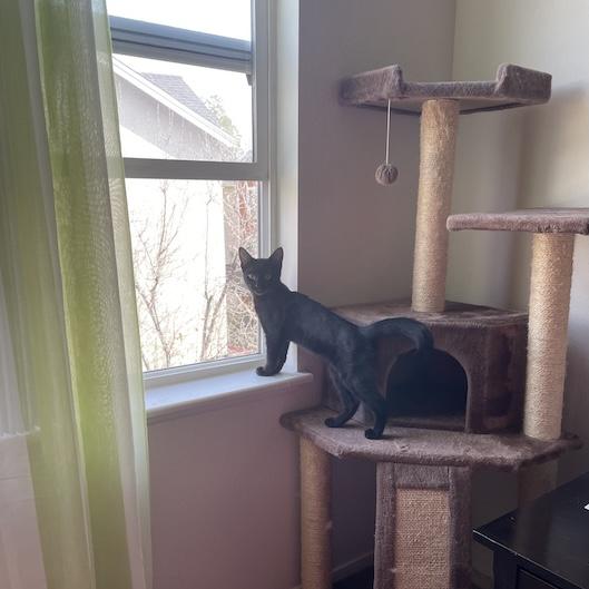 Rustie, a Adoptable Domestic Short Hair in Northridge, CA image 5/5