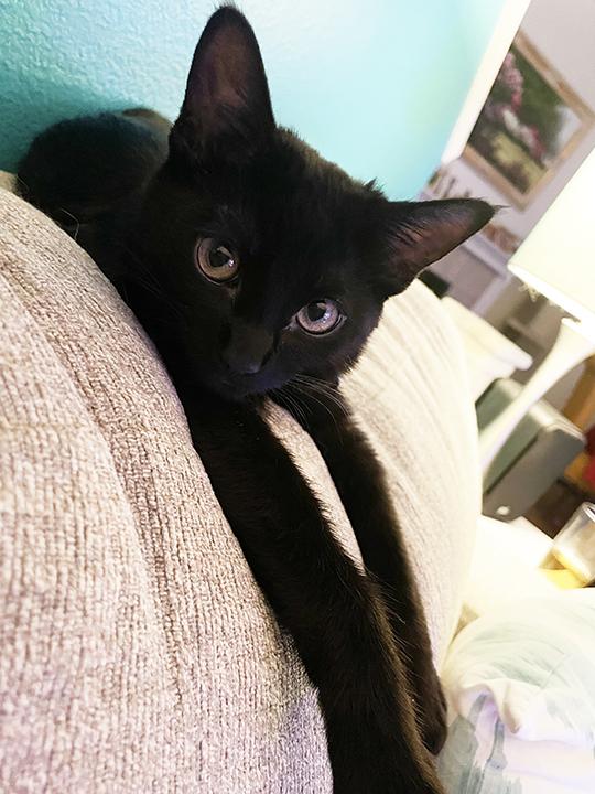 Rustie, a Adoptable Domestic Short Hair in Northridge, CA image 3/5