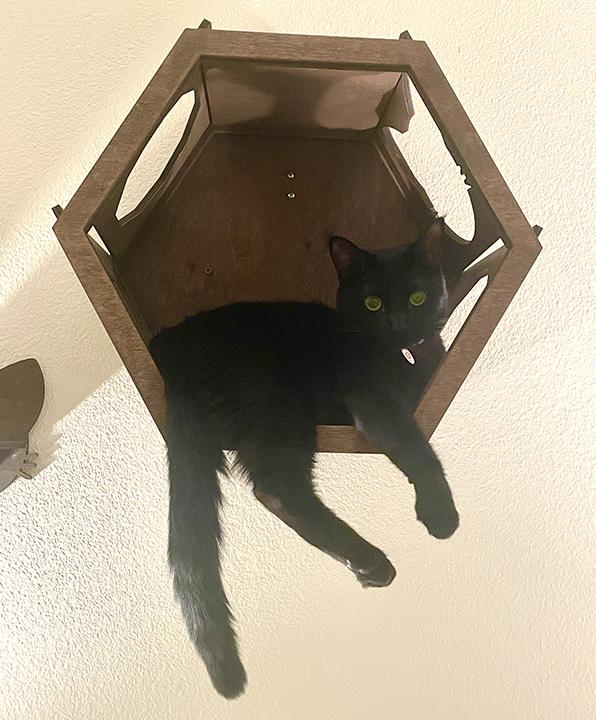 Enlarge Rustie, a Adoptable Domestic Short Hair in Northridge, CA image 3/6