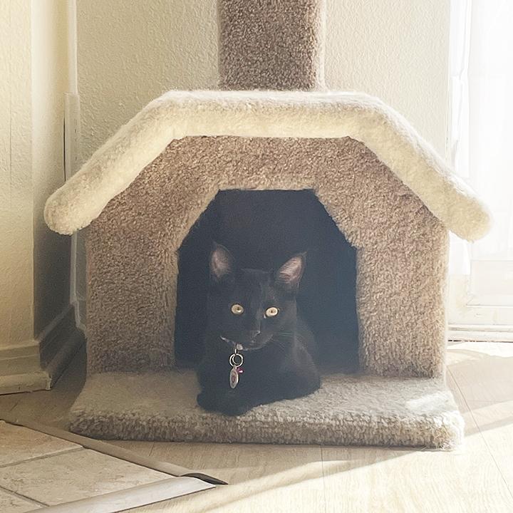 Rustie, a Adoptable Domestic Short Hair in Northridge, CA image 4/5