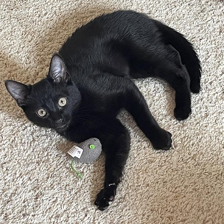 Rustie, Adoptable, Young Male Domestic Short Hair.