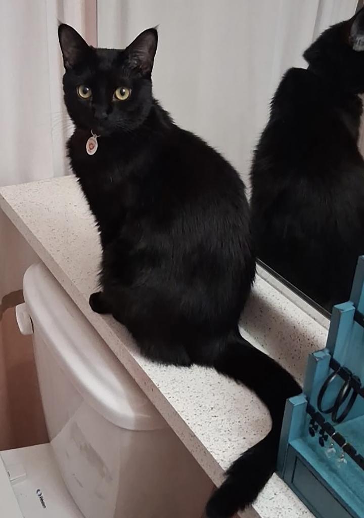 Enlarge Rustie, a Adoptable Domestic Short Hair in Northridge, CA image 4/6