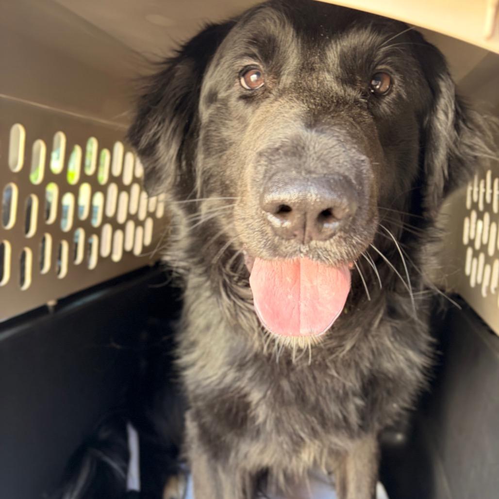 Ranger, Adoptable, Adult Male Mixed Breed.