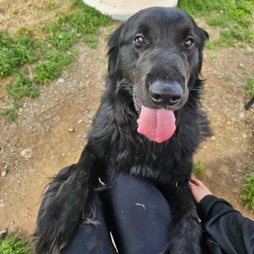 Enlarge Ranger, a Adoptable Mixed Breed in Spokane, WA image 3/5