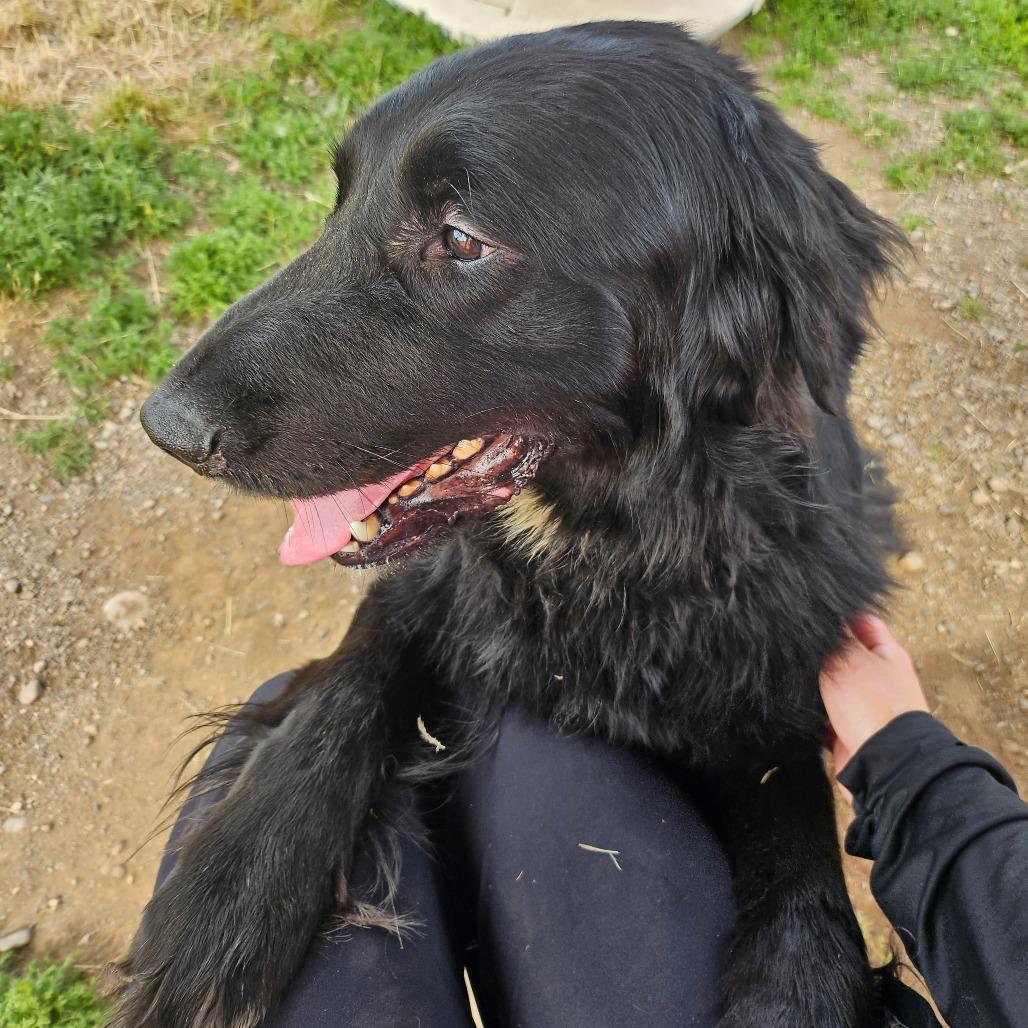 Enlarge Ranger, a Adoptable Mixed Breed in Spokane, WA image 4/5
