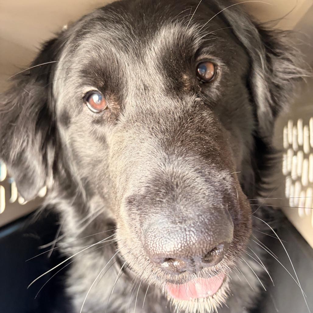 Enlarge Ranger, a Adoptable Mixed Breed in Spokane, WA image 5/5