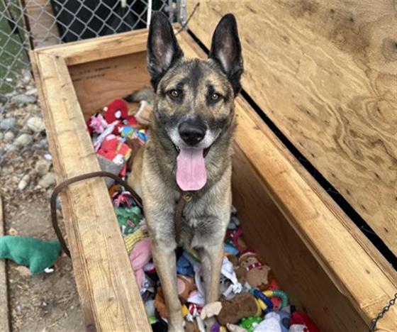 FIREHOUSE, Adoptable, Adult Male German Shepherd Dog & Mixed Breed.