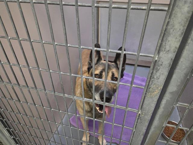 FIREHOUSE, Adoptable, Adult Male German Shepherd Dog & Mixed Breed.