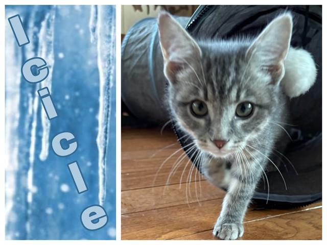 ICICLE, Adoptable, Kitten Female Domestic Short Hair.