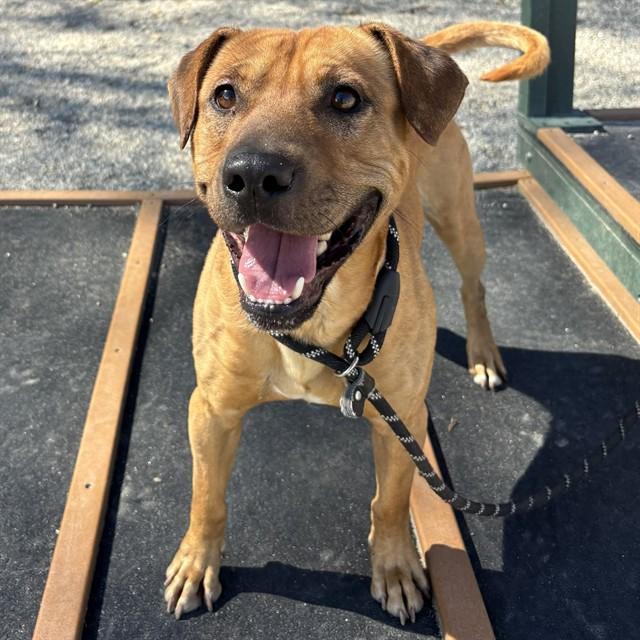 BISCUIT, Adoptable, Young Male Labrador Retriever & Mixed Breed.