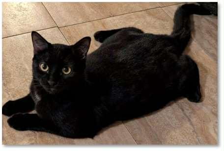 Starlit Petal Glimmer, Adoptable, Young Female Domestic Short Hair.