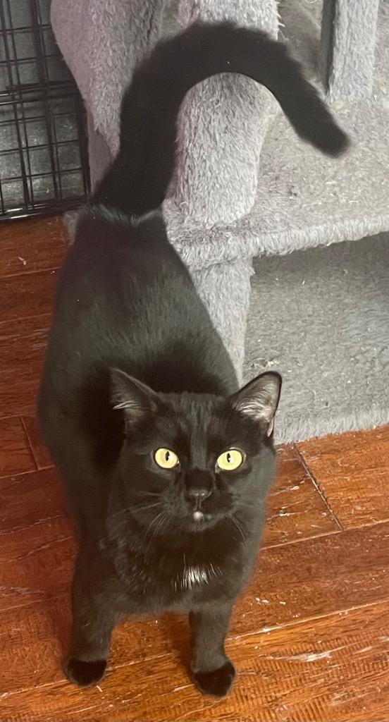 Starlit Petal Glimmer, Adoptable, Young Female Domestic Short Hair.