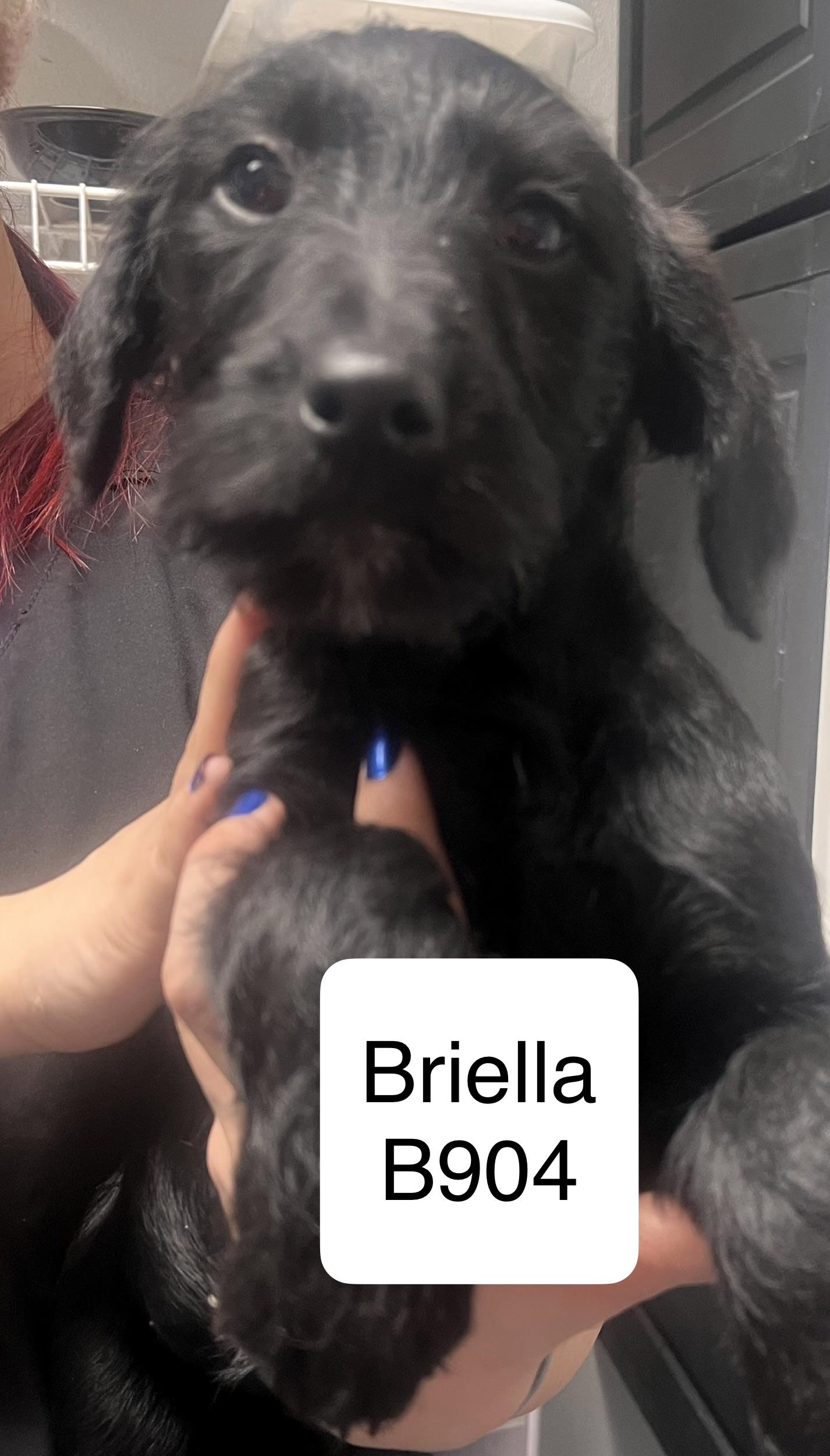 Enlarge Briella, a ADOPTABLE mixed breed in Morganton, NC image 1/1