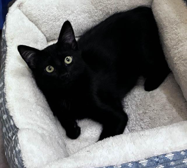 Noir, ADOPTABLE, Young Female Domestic Short Hair.