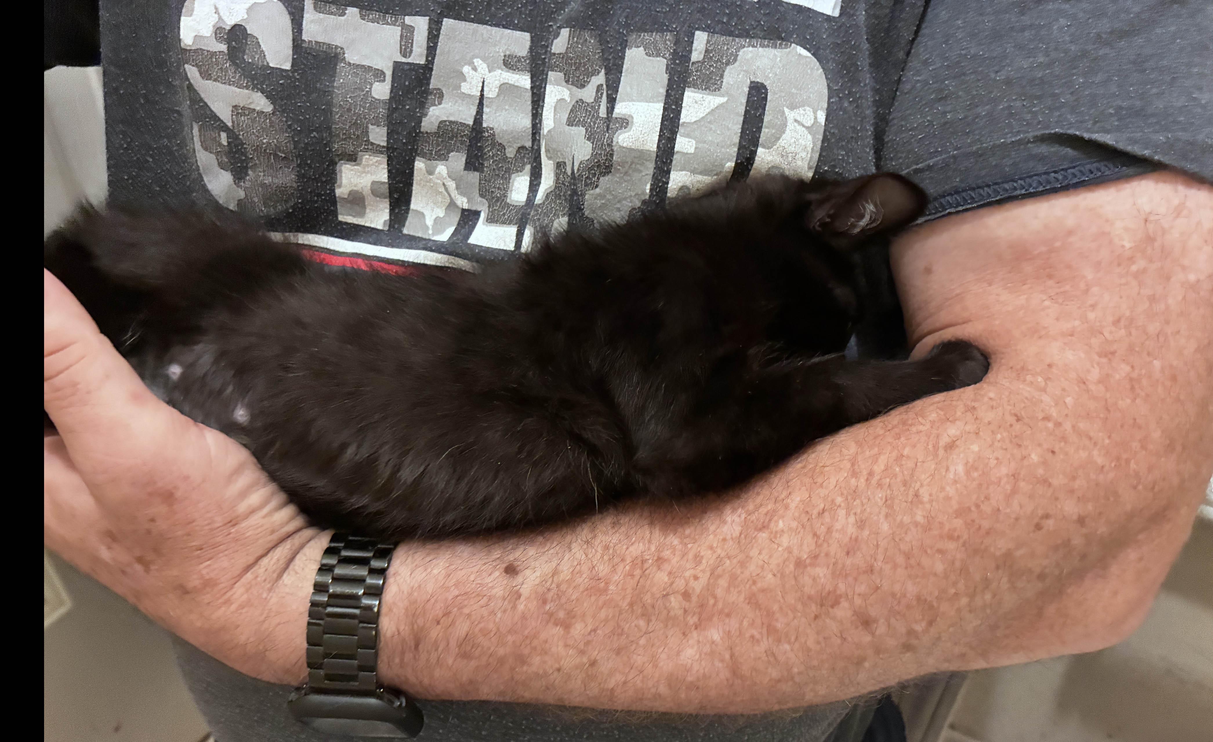 Noir, a ADOPTABLE Domestic Short Hair in Cordova, TN image 2/3