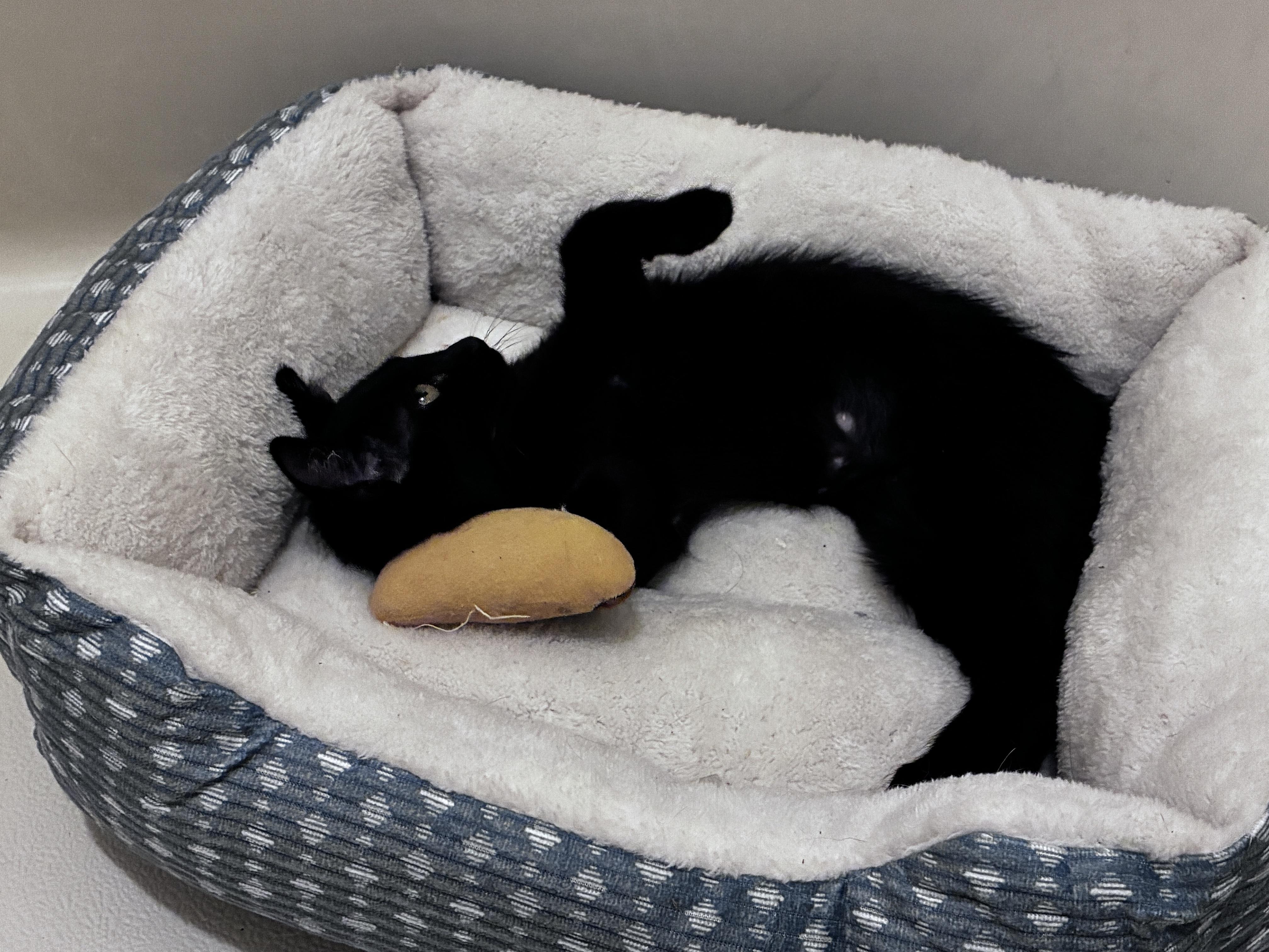 Noir, a ADOPTABLE Domestic Short Hair in Cordova, TN image 3/3